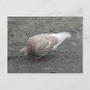 Dierenduiven Briefkaart