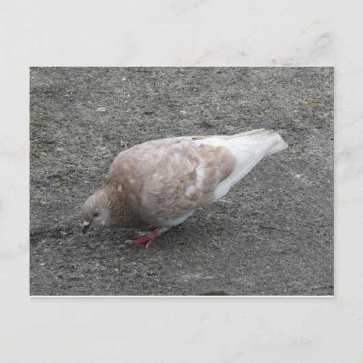 Dierenduiven Briefkaart (Voorkant)