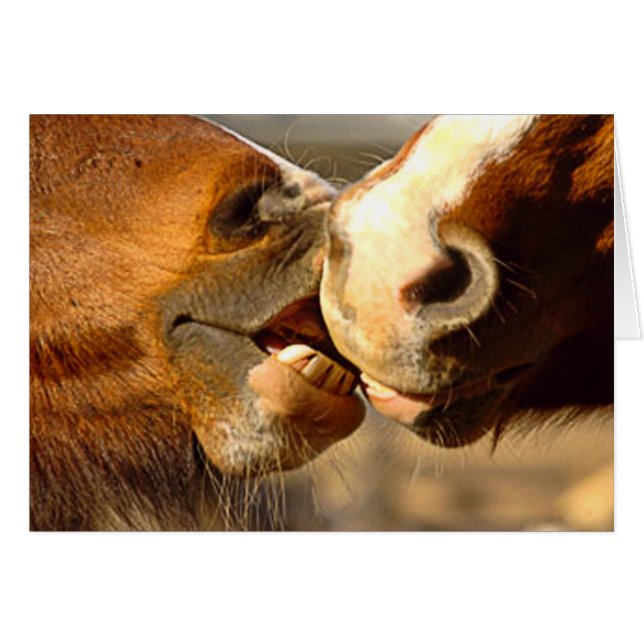 Dierenliefde (Voorkant Horizontaal)