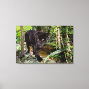 Dierenpark Belize City. Zwarte panter Canvas Afdruk
