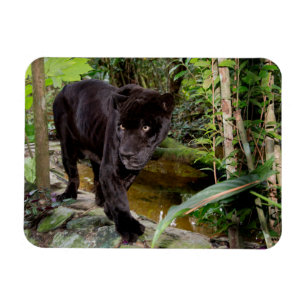 Dierenpark Belize City. Zwarte panter Magneet