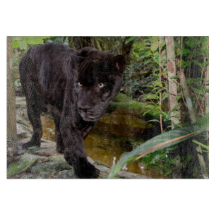 Dierenpark Belize City. Zwarte panter Snijplank