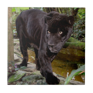 Dierenpark Belize City. Zwarte panter Tegeltje