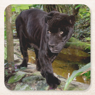 Dierenpark Belize City. Zwarte panter Vierkante Kartonnen Onderzetter