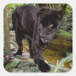 Dierenpark Belize City. Zwarte panter Vierkante Sticker