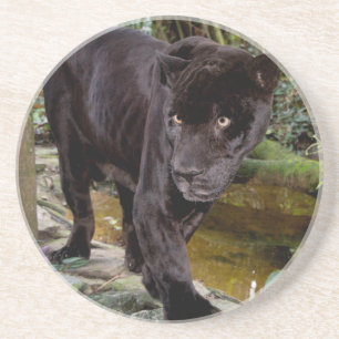 Dierenpark Belize City. Zwarte panter Zandsteen Onderzetter