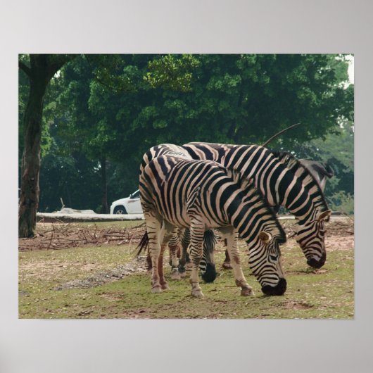 Dierenpark met wilde dieren, zebra's poster (Voorkant)