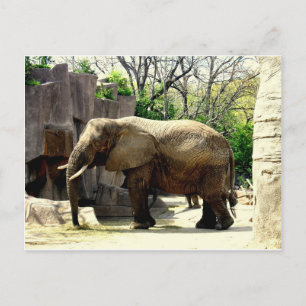 Dierentuin Dieren Briefkaart