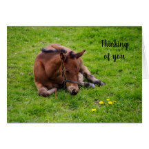Dierenvriend foal "Thinking of You"