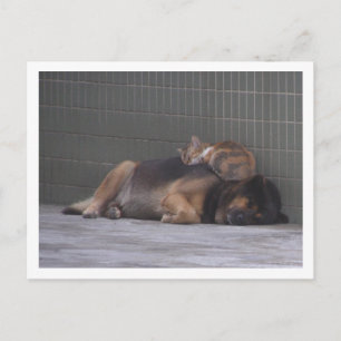 Dierenvrienden Katten hond die samen slapen Briefkaart
