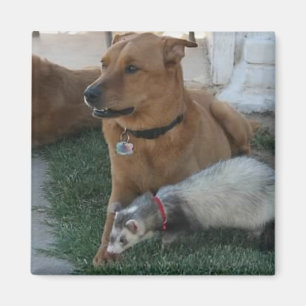 Dierenvrienden Magnet met Ferret en de Dog. Magneet