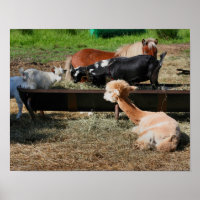 Dierenvrienden van boerderijen