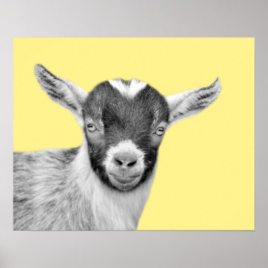 Dierfoto van geitenvlees peekaboe zwart-wit poster (Voorkant)