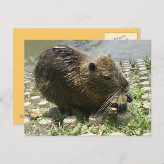 dierlijk briefkaart " nutria rat " (Voorkant / Achterkant)