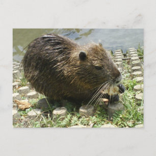 dierlijk briefkaart " nutria rat "