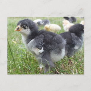 dierlijk, chick, kip, boerderij, schattig, vogel,  briefkaart