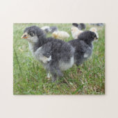 dierlijk, chick, kip, boerderij, schattig, vogel, legpuzzel (Horizontaal)