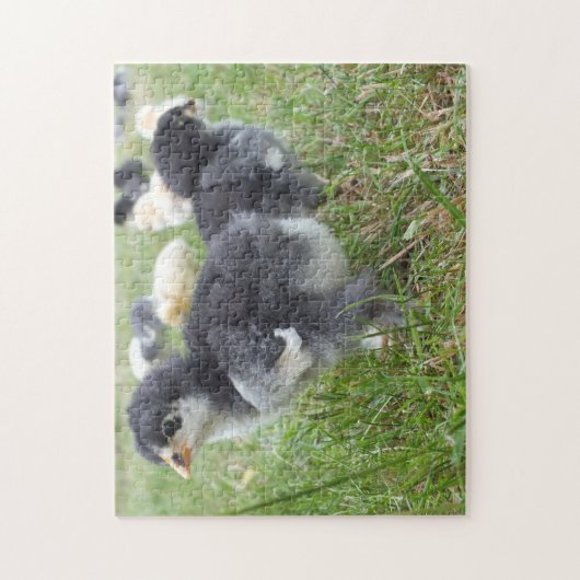 dierlijk, chick, kip, boerderij, schattig, vogel, legpuzzel (Verticaal)