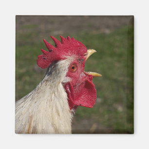 dierlijk, chick, kip, boerderij, schattig, vogel, magneet
