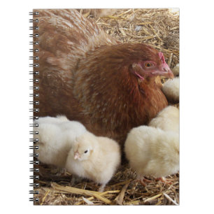 dierlijk, chick, kip, boerderij, schattig, vogel, notitieboek