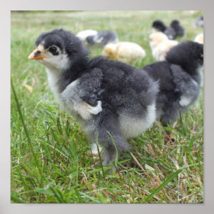 dierlijk, chick, kip, boerderij, schattig, vogel,  poster