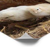 dierlijk, chick, kip, boerderij, schattig, vogel, poster (Hoek)