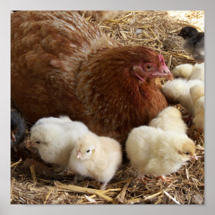 dierlijk, chick, kip, boerderij, schattig, vogel,  poster