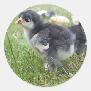 dierlijk, chick, kip, boerderij, schattig, vogel, ronde sticker