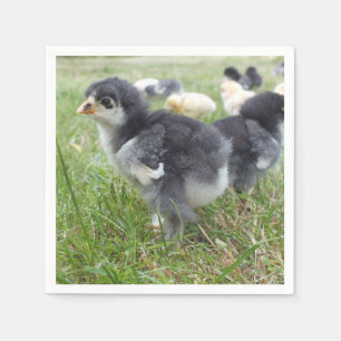 dierlijk, chick, kip, boerderij, schattig, vogel,  servet