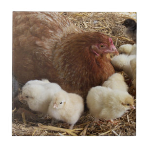 dierlijk, chick, kip, boerderij, schattig, vogel,  tegeltje