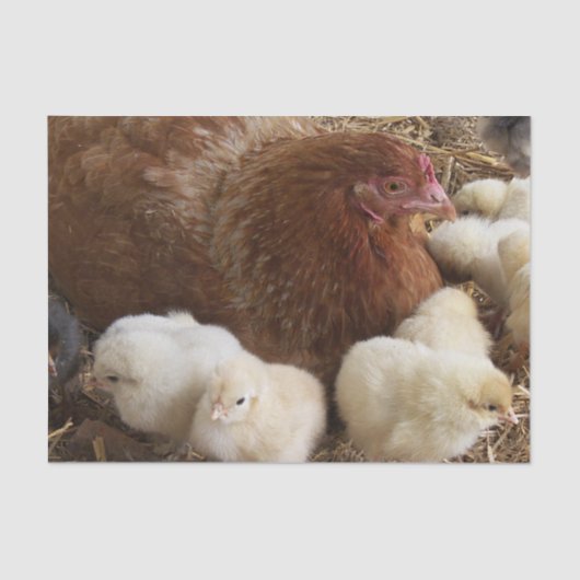 dierlijk, chick, kip, boerderij, schattig, vogel, tissuepapier (Voorkant)