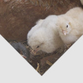 dierlijk, chick, kip, boerderij, schattig, vogel, tissuepapier (Detail)