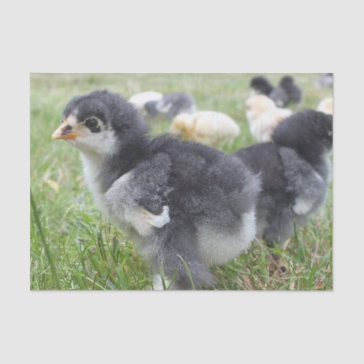 dierlijk, chick, kip, boerderij, schattig, vogel,  tissuepapier (Voorkant)