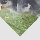 dierlijk, chick, kip, boerderij, schattig, vogel,  tissuepapier (Detail)