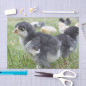 dierlijk, chick, kip, boerderij, schattig, vogel,  tissuepapier (Craft)