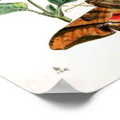 Dierlijk-insect-Butterfly-Rare-Oriental-Entymol Poster (Hoek)