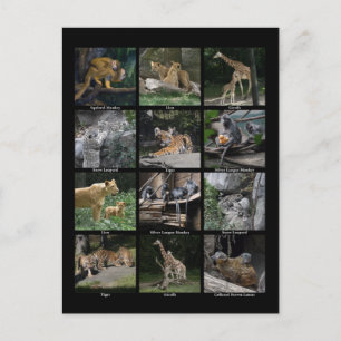Dierlijke Baby Collage Post Card Briefkaart