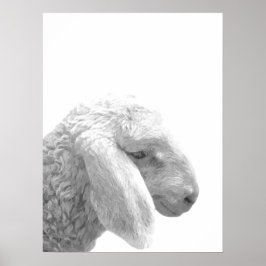 Dierportret van boerderij van zwarte en witte scha poster