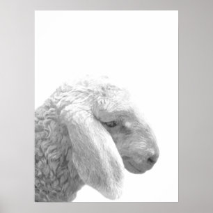 Dierportret van boerderij van zwarte en witte scha poster