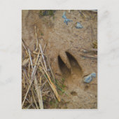 dierspoor briefkaart (Voorkant)