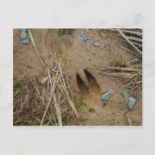 dierspoor briefkaart (Voorkant)