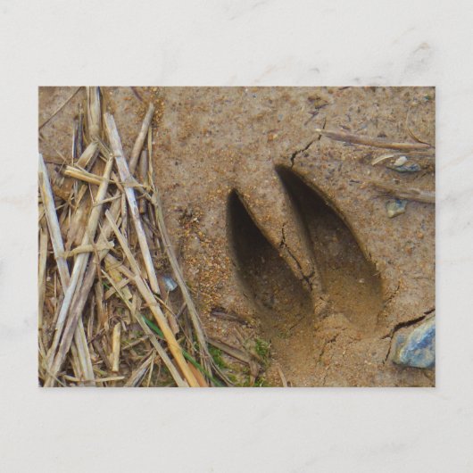 dierspoor briefkaart (Voorkant)