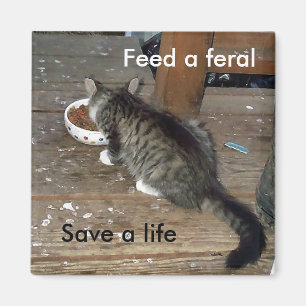 "Diervoed a Feral, Save a Life feral kitten magnet Magneet