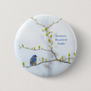 Diervogel-oostelijke blauwvogel ronde button 5,7 cm