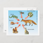 dietaraposa11 esquema didático dieta da raposa briefkaart (Voorkant / Achterkant)