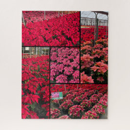 Difficult Christmas Poinsettias 500 pieces Legpuzzel