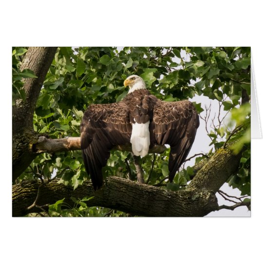 Diffusion Eagle Carte