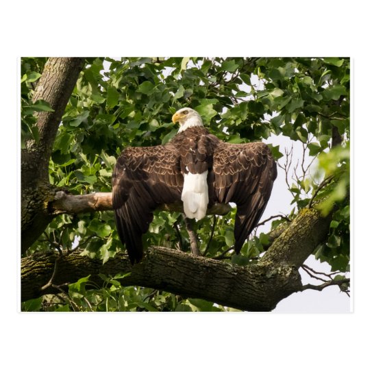 Diffusion Eagle Carte Postale