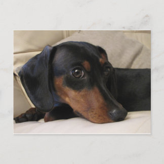 Digger the Dachshund Briefkaart