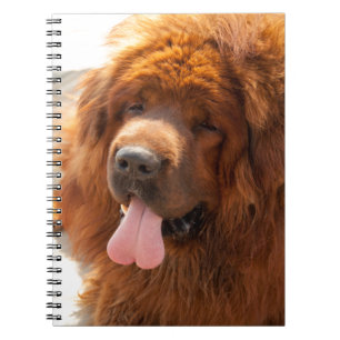 Diggy un beau carnet rouge de mastiff tibétain